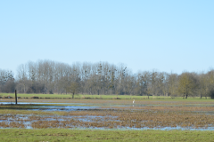 observatoire-oiseaux-2